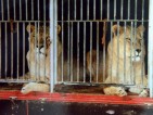Verbot der Wildtiere im Zirkus