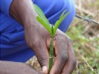 Bäume für das Leben – Zukunft für Mensch und Natur!