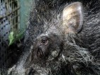 Indonesien: Projekt zur Rettung des Java-Pustelschweins (Sus verrucosus)