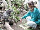Kolumbien: Pakarana-Schutzprojekt in Bogotá