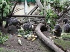 Kolumbien: Pakarana-Schutzprojekt in Bogotá
