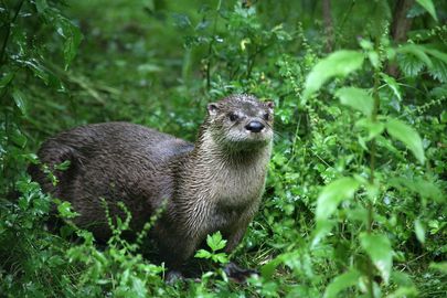 Attraktivierung des Wildparks in Düsseldorf Grafenberg