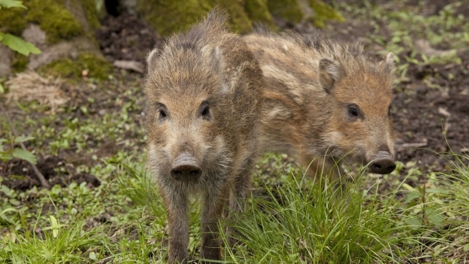 Attraktivierung des Wildparks in Düsseldorf Grafenberg