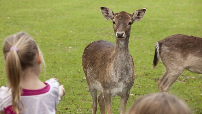 Attraktivierung des Wildparks in Düsseldorf Grafenberg
