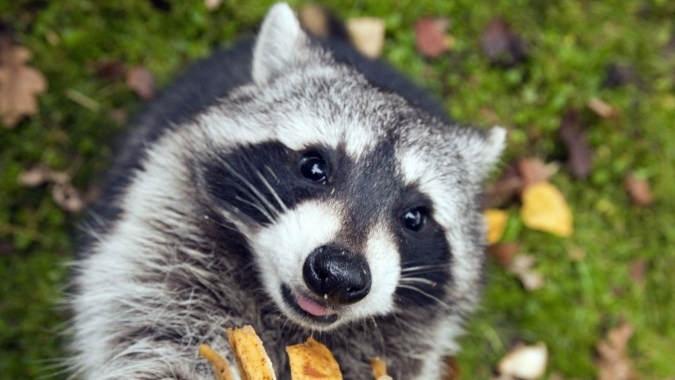 Attraktivierung des Wildparks in Düsseldorf Grafenberg