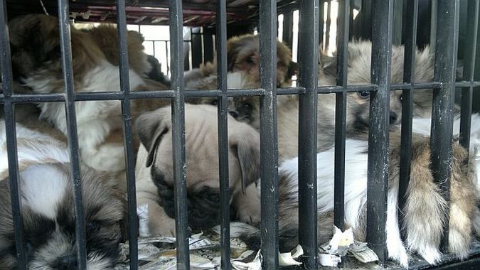 Tierschutz-Benefiz für Akute Notsituationen im Tierschutz