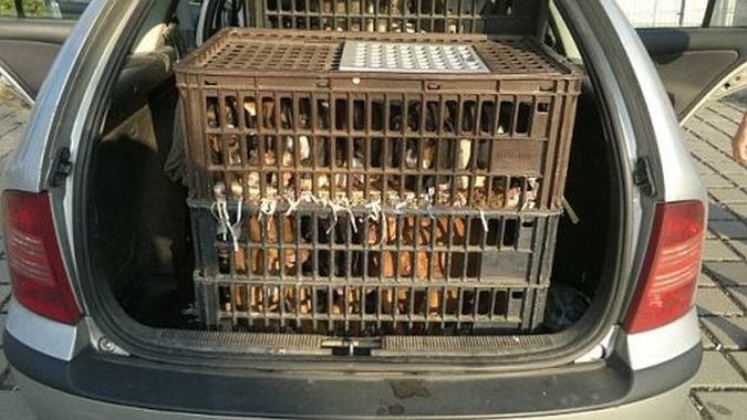 Tierschutz-Benefiz für Akute Notsituationen im Tierschutz