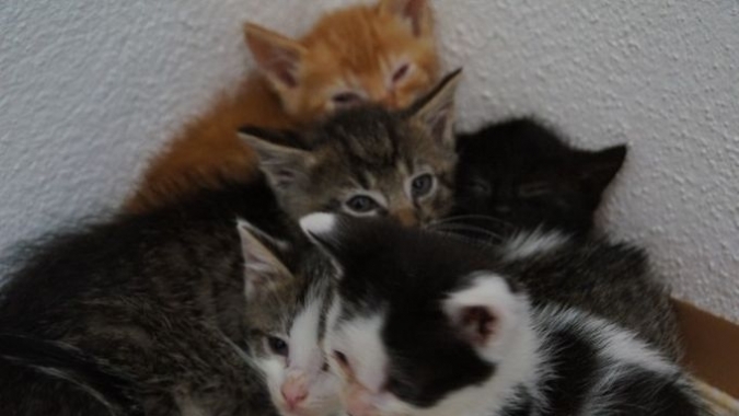 Tierschutz-Benefiz für Akute Notsituationen im Tierschutz