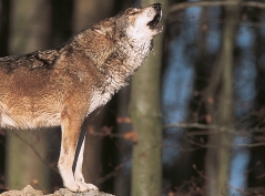 Wolf-Schutz