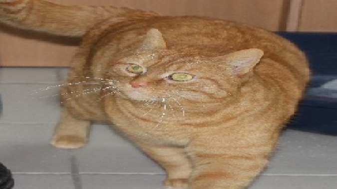 Kastrationsprogramm f. Katzen
