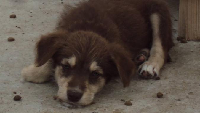 Impfaktion und Kastration der Hunde im Tierheim Suceava