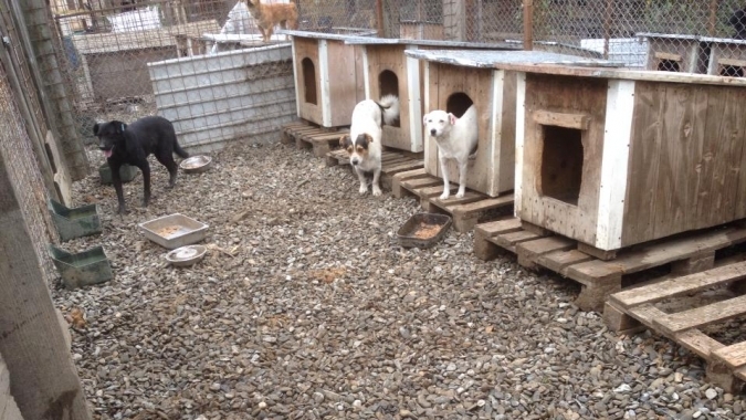 Trockene und warme Pfoten für die Hunde im Tierheim