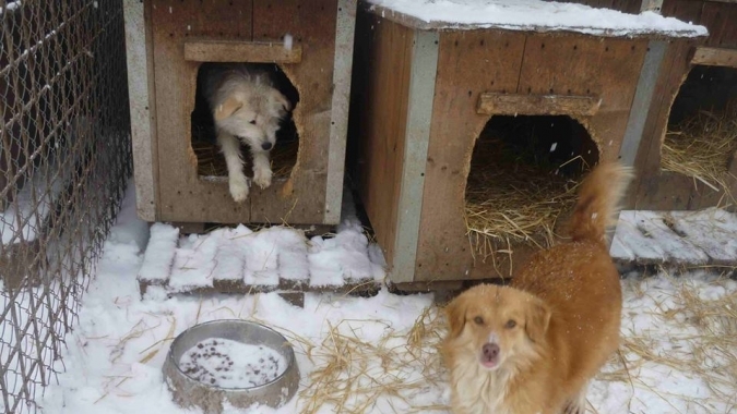 Trockene und warme Pfoten für die Hunde im Tierheim