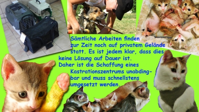Ein Heim für Dido