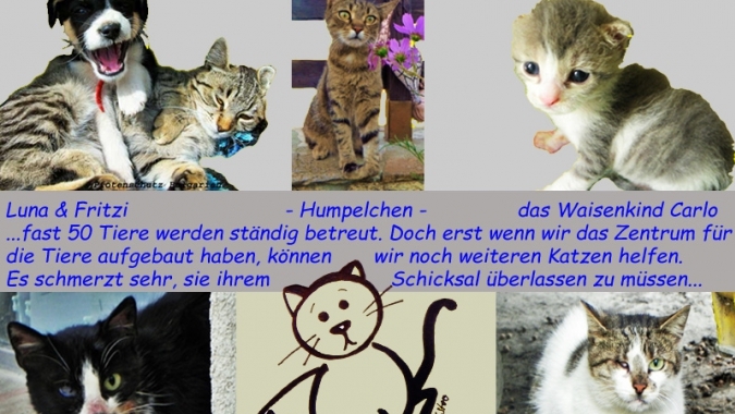 Ein Heim für Dido