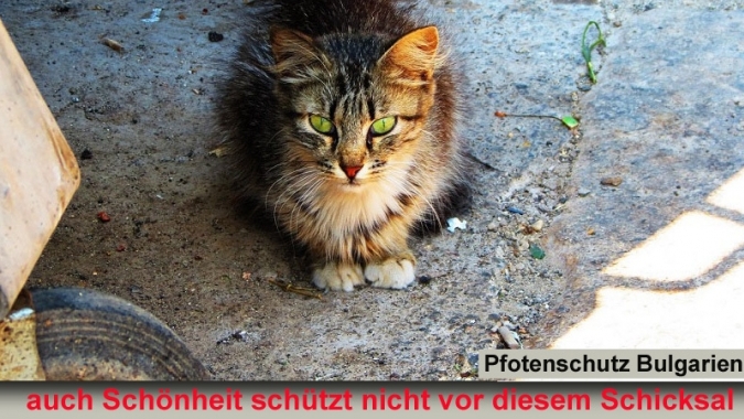 Ein Heim für Dido