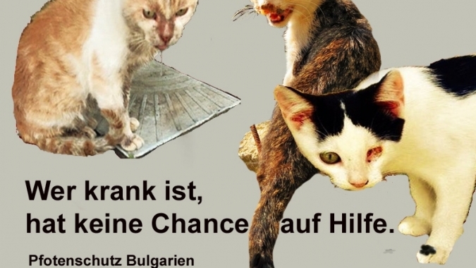 Ein Heim für Dido