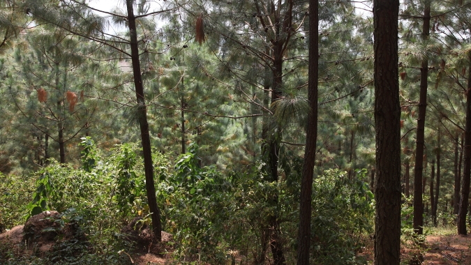 WIEDERAUFFORSTUNG AM RWENZORI GEBIRGE