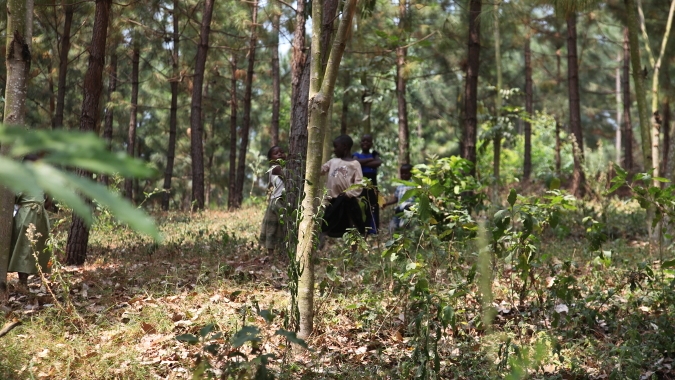 WIEDERAUFFORSTUNG AM RWENZORI GEBIRGE