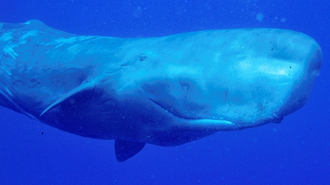 Schutz von Pottwalen - Whale Watch for Kids