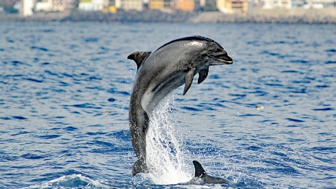La Gomera: Umweltverträgliches Whale-Watching
