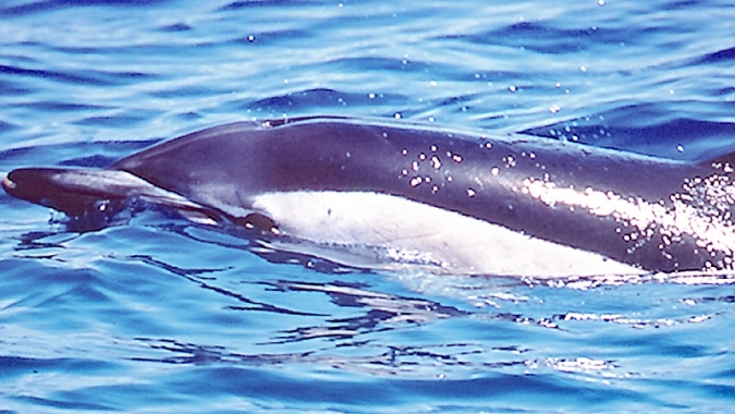 La Gomera: Umweltverträgliches Whale-Watching