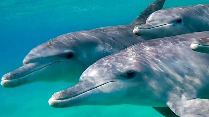 Delfinschutz in Mosambik