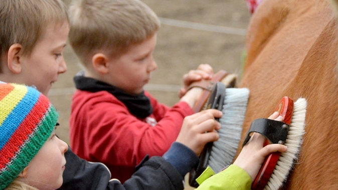 Pony für Schul-Reit-AG