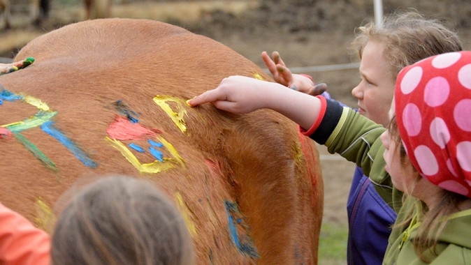 Pony für Schul-Reit-AG