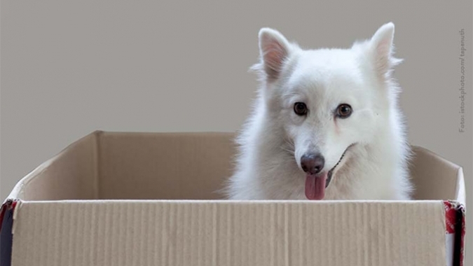 Hunde im Karton – Hoffentlich kein Skandal