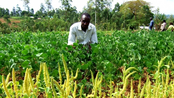 Kenia: Nachhaltige Anbaumethoden als Wege aus der Armut