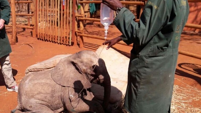 Pro Wildlife Elefantenschutzprogramm