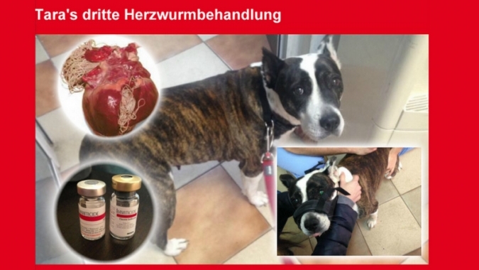 Tara Klinikrechnung Herzwurmbehandlung