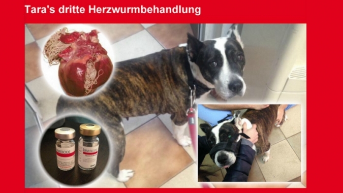 Tara Klinikrechnung Herzwurmbehandlung
