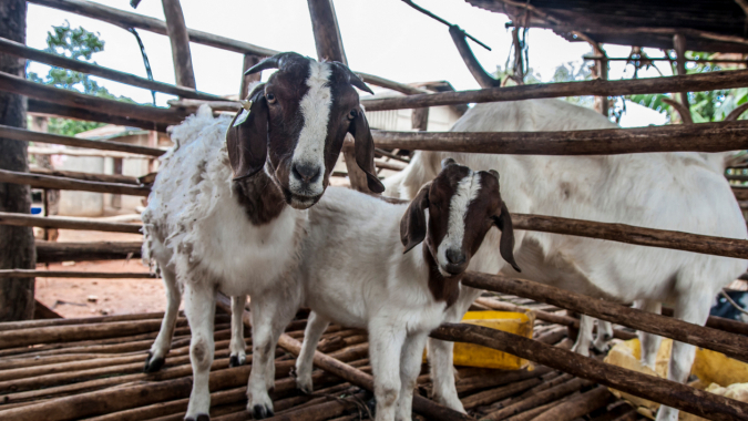 Ausbildungsfarm in Dar es Salaam