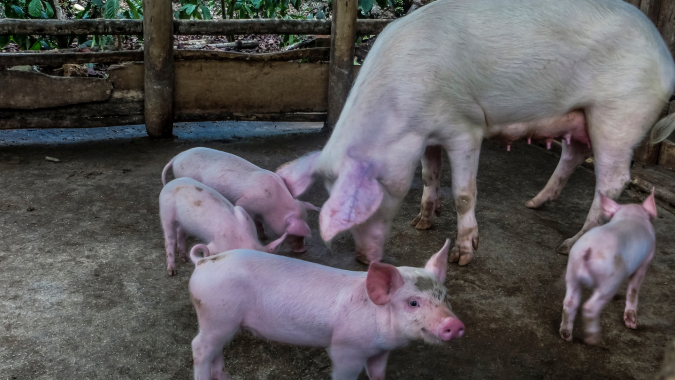 Ausbildungsfarm in Dar es Salaam