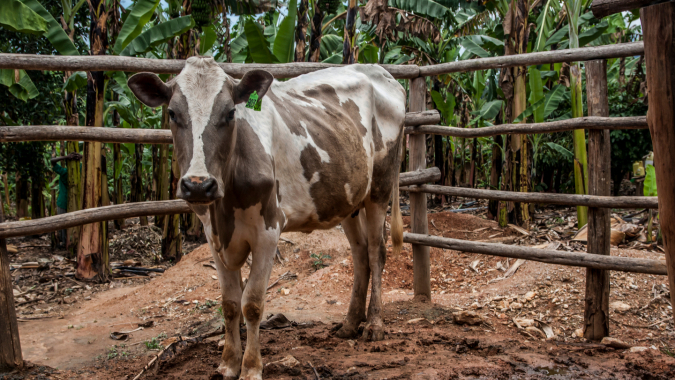 Ausbildungsfarm in Dar es Salaam