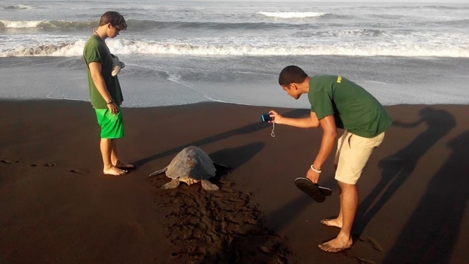 Meeresschildkrötenschutz aktiv in Mittelamerika