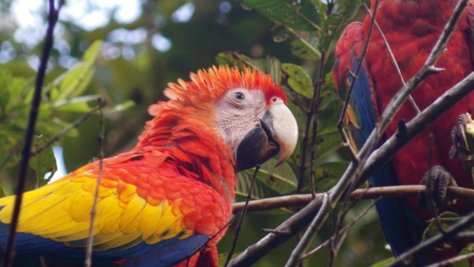 Das Papageien-Naturschutz-Projekt in Costa Rica braucht ihre Hilfe!