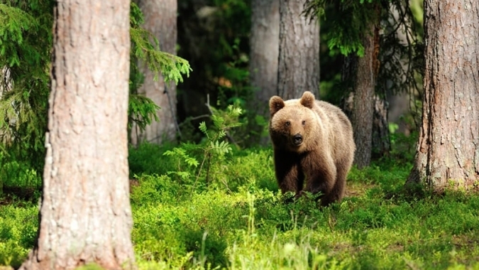 Spendenpool Tierschutz