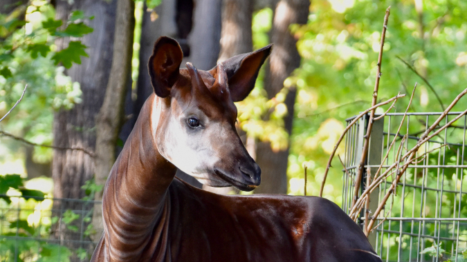 Ein neues Zuhause für Okapis im Zoo Berlin