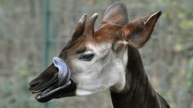 Ein neues Zuhause für Okapis im Zoo Berlin