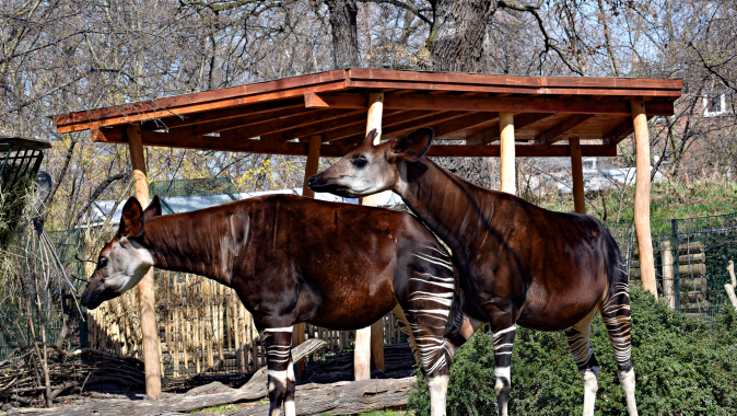 Ein neues Zuhause für Okapis im Zoo Berlin