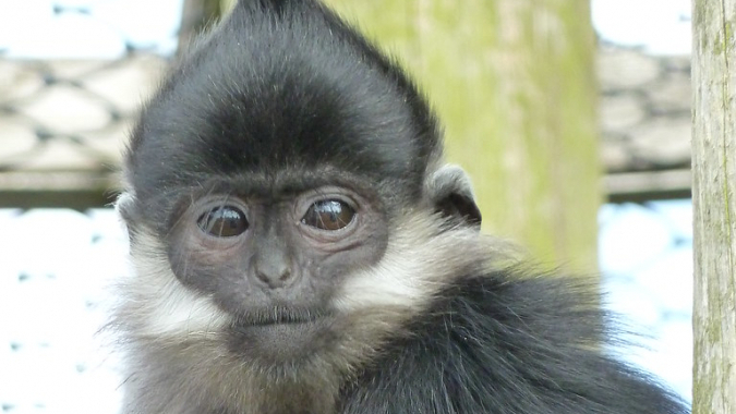 Francois-Languren zukünftig im Tierpark Berlin