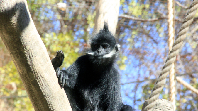 Francois-Languren zukünftig im Tierpark Berlin