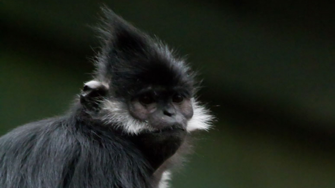 Francois-Languren zukünftig im Tierpark Berlin