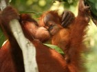 Auswilderungsstation für Sumatra Orang-Utans in Bukit Tigapuluh