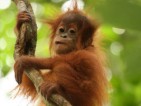 Auswilderungsstation für Sumatra Orang-Utans in Bukit Tigapuluh
