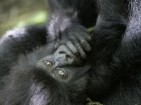 Schutz des Virunga Nationalparks und seiner Berggorillas