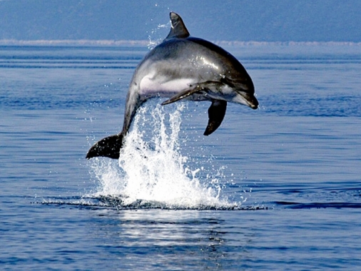 Rettung der letzten Adria-Delfine